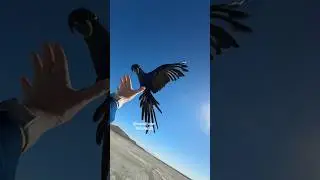 My MACAW PARROT LOVE choose &ldquo;HIS Way&rdquo; to LAND on the CAR instead ON ME and THAN THIS HAPPENS!