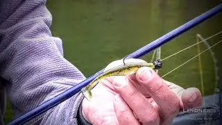 Top 3 Smallmouth Plastics (Big Bite Baits)