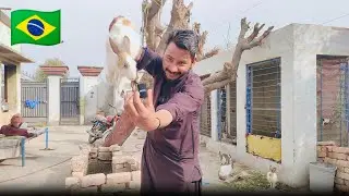 100 Triggers ASMR With Cute Rabbits🤩