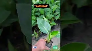 Bohoti kam dam me milta he 💐 Traveller or Bird of Paradise Plant  #gardening #garden #plants