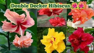 Double Decker Hibiscus Flower Plant | Different Varieties Hibiscus  |  गुड़हल के पौधे