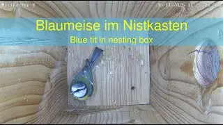 30.11.2025: Blaumeise im Nistkasten - Blue tit in nesting box (NK4)