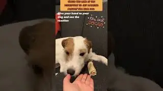 💖😍Funny Dog Videos 2022😍💖 #PET INSIGHT #shorts | PET INSIGHT
