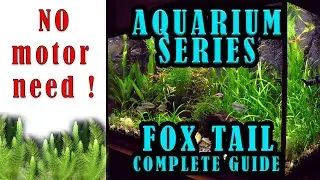 Fox Tail Plant  🌱 Oxygen for Fish tank Without Motor 😁 | Aquarium Series