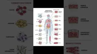 Human body tissue type with nerve, connective and epithelial outline diagram #biology #science