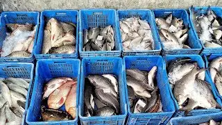 শাহাপুর মাছের আড়ৎ - এখানে মাছের ডাক হয়, তাজা ঘেরের মাছ বিক্রি হচ্ছে ৭০/৮০ টাকা প্রতিকেজি