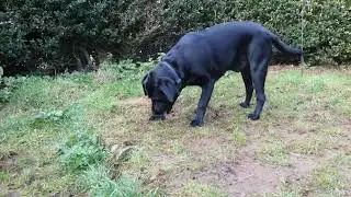 Sniffs in the garden with #Sebbylicious