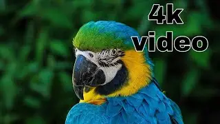 Parrot  4k video 9219 || parrot see the beauty of nature #allaboutworld
