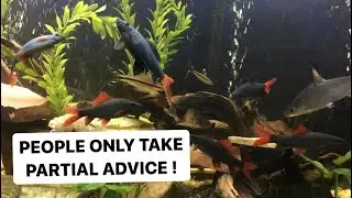 WHY I NO LONGER RECOMMEND KEEPING MULTIPLE RAINBOW SHARKS OR REDTAIL SHARKS TOGETHER