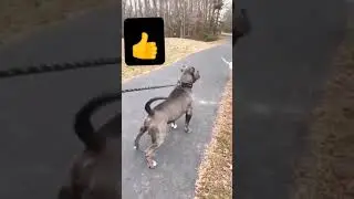 Pitbull vs Dogo Argentino 💪best fight glow up #shorts #youtubeshorts #attitude #status #doglover