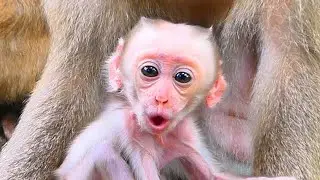 Baby Monkey Enjoys Walking Around Mom 🐒❤️ | A Heartwarming Moment of Love