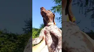 Our dog is a Swiftie at heart ❤️ #funnydog #dogvideos #swiftie #swifties #cutedog #dog #taylorswift