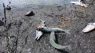 Snagging for Red Salmon in Seward Alaska #alaska #fishing #salmonfishing