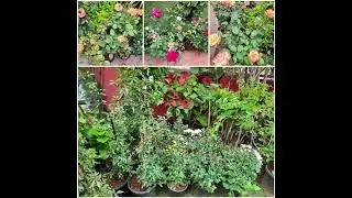 monsoon magic at rens plant nursery