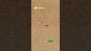 Ants vs  Desert Heat  Survival Secrets Revealed! #viralvideo #wildlife