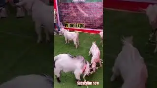 THE PUNE EXPO GOAT 2025 BANTAM BAKRA SHOW #shorts #video #pune #expo #2025 #viralvideo #subscribe