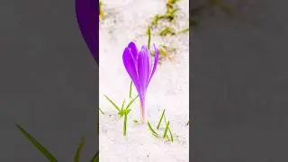 Wildflowers Blooming | 60 Seconds of Pure Calm #Wildflowers #NatureRelax #CalmVibes #PeacefulNature