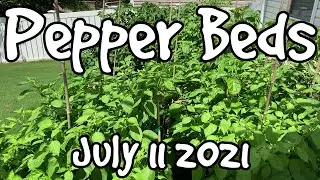 Pepper Bed Tour July 2021