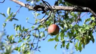 Apple 2 - Free HD stock footage