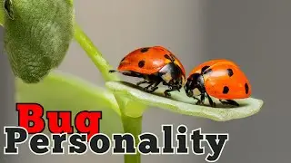 Do Bugs Have Personalities? Surprising Studies on Insect Behavior
