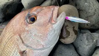 【周防大島ショアマダイ】ナッツジグ釣れるじゃん