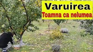 De ce varuim pomii si in ce perioada o facem? - Tratamentele pomilor fructiferi