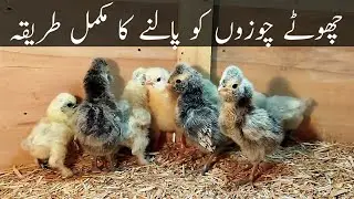 1 Day To 10 Day's Chick's Care ||Day old Chicks Care in Urdu/Hindi ||choze ||B 4 birds
