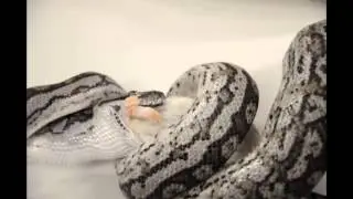 Snake feed
