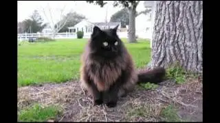 Loved By A Cat Song - I Love Cats!