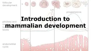 Introduction to Mammalian Development