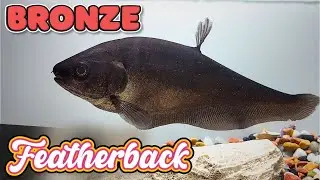 Bronze Featherback Care Guide: Stunning Knife Fish