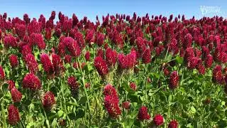 Crimson Clover as a Cover Crop