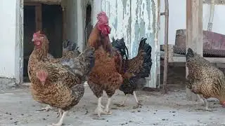 Кучинский Ситцевый Каракалпакстан город Ходжейли
