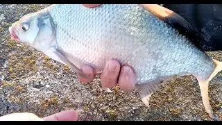 PESCUIT PE OLT ZIUA 2 LA RUSANESTI platica mare si caras la feeder