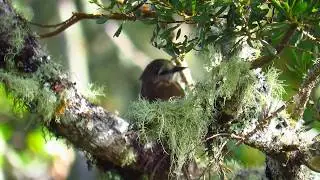 endemic, Santa Marta Bush Tyrant, Myiotheretes pernix, Sierra nevada de Santa Marta