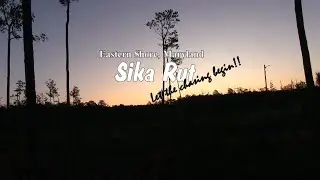 Eastern Shore, Maryland Sika Rut (turn up the volume!!)
