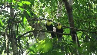 Toucans - Manuel Antonio