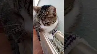 Noodles Walk On #cat #katten #cute #kitten #noodles #neko #katt #catlover #gatos #gatti #katze #chat