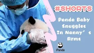 Panda Baby Snuggles In Nanny&rsquo;s Arms  | iPanda #Shorts