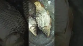 fishing in Bangladesh 🐟 Fishing catching video 🍀 Best fishing #shorts #youtubeshorts #youtube #fish