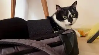 If it fits...  絶妙なフィット場所を見つけた猫