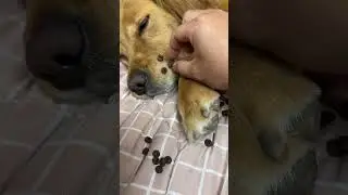 Is this what dog whiskers are used for 😡😡😡#funny pets #funny dog #funnyvideo #shorts
