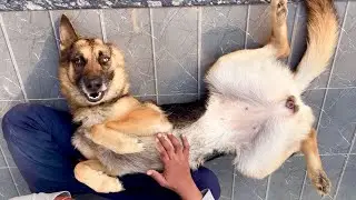 Dog Demands Belly Rub | German Shepherd Belly Rub | Labrador Retriever Belly Rub | Dog Belly Rubs