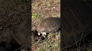 Я а шоке! Черепаха 5 яиц опустила в ямку🙈.Turtle nesting #florida #shortvideos #short #fun #florida