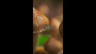 Potency Levels & Harm Reduction in Psychedelic Mushrooms