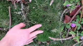 spongy grass in Hawaii