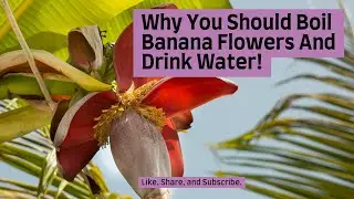 Why You Should Boil Banana Flowers And Drink Water!
