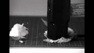 Sledgehammer Smash Experiment #5 - BANANAS!!!