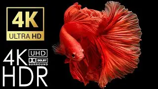 Stunning Betta Fish 4K HDR 60fps Dolby Vision &mdash; 4K UHD Abstract Liquid Screensaver | Relaxing Music
