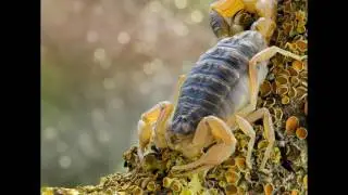 Born under the sign of scorpion (synthetic stereo animation)
